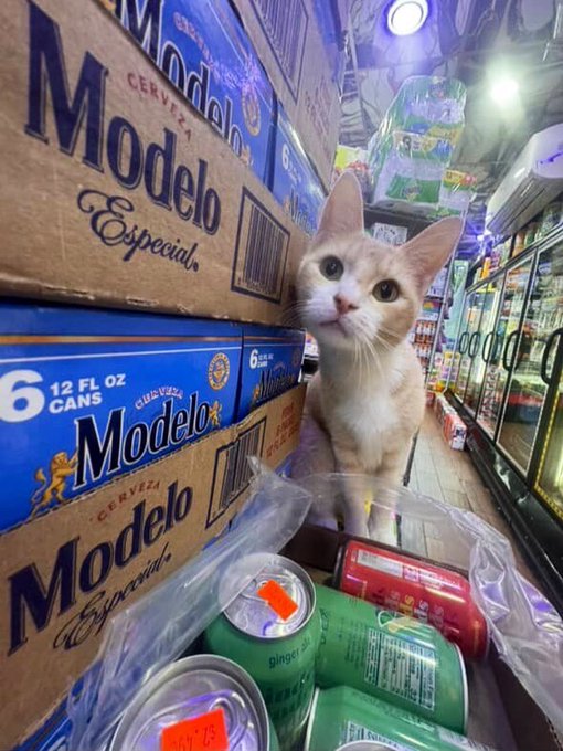 Real bodega cat from NYC
